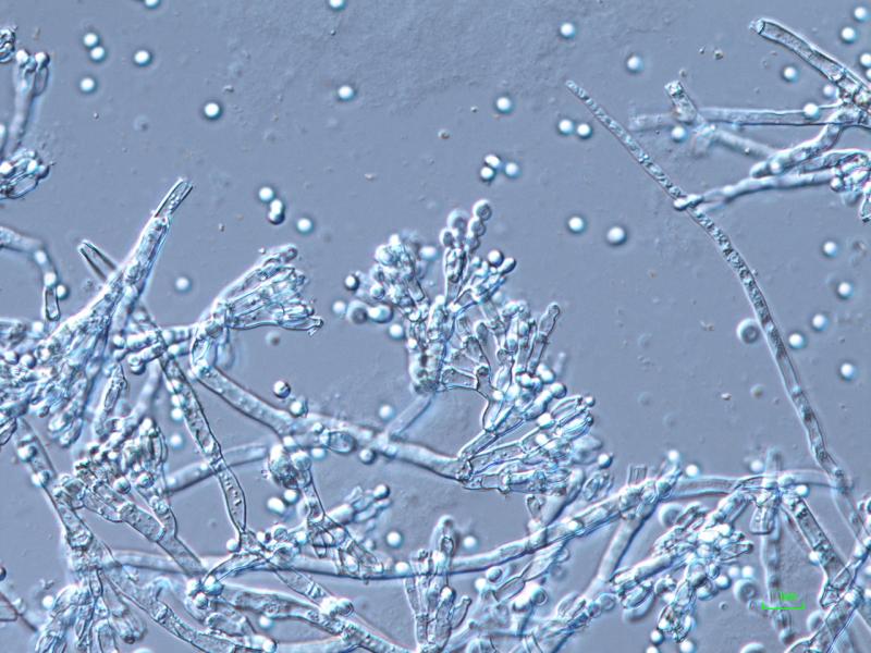 Penicillium expansum